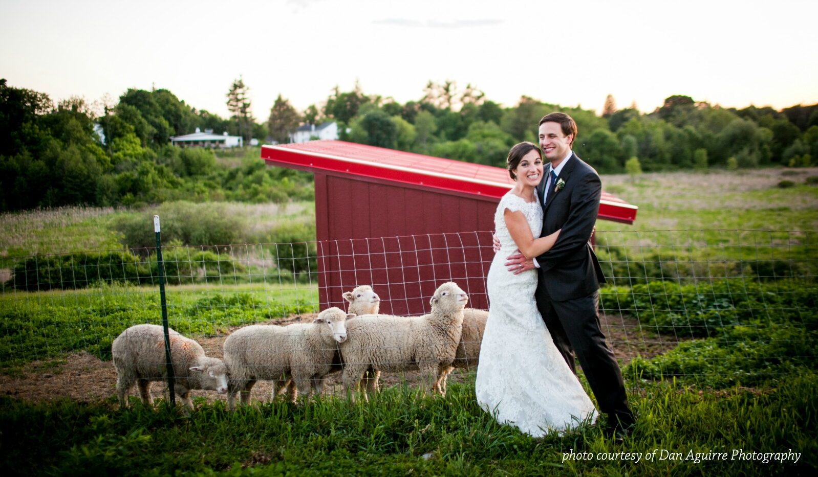 Bride and groom posing in front of lambs 